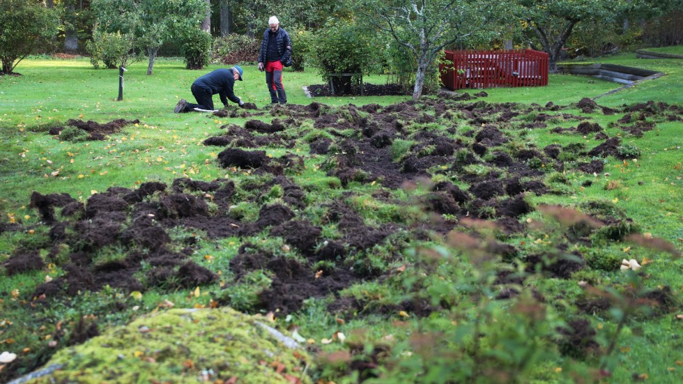 Bengt Karlsson hade elstaket runt delar av trädgården, men vildsvinen hittade nya vägar in till den eftertraktade gräsmattan.