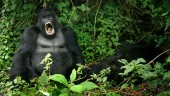 Gorilla spjutdödad i pandemins skugga