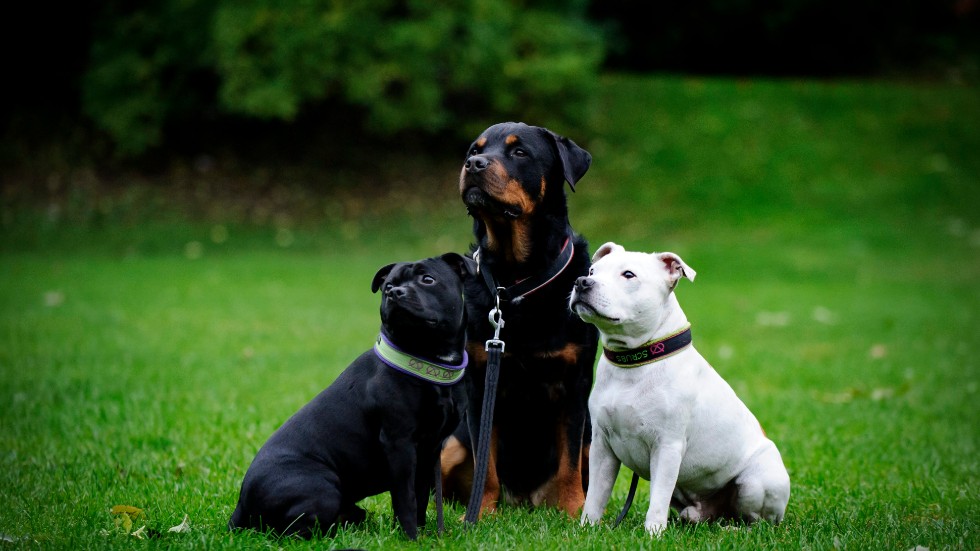 Koppla hundarna i naturreservatet på Ramunderberget, uppmanar signaturen Hundägare med kopplad hund.