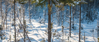 Mest multiskadad ungskog i Norrbotten