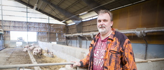 Brene gård slutar med grisar – spannmålspriserna för höga: "Oerhört frustrerande"