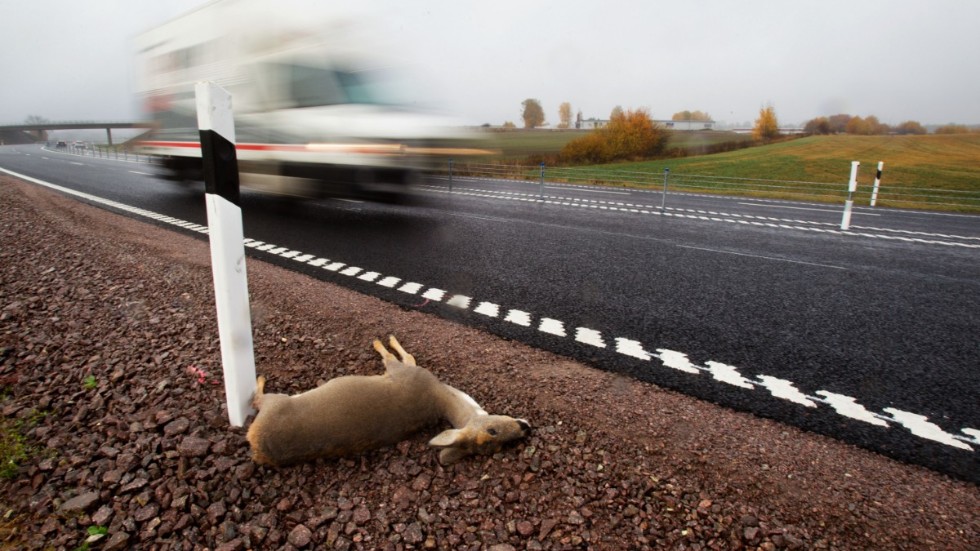 Rådjursolyckor är fortfarande den vanligaste viltolyckan. I Vimmerby är två vägsträckor särskilt utsatta för risken för viltolyckor. 