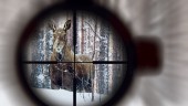 Nya siffror: Så mycket har älgstammen i Norrbotten rasat • Var tredje älg borta – redan innan jaktsäsongen