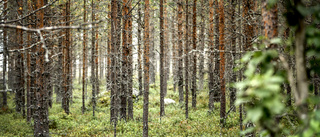 Mer skog bra för både klimat och välfärd