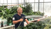 Mikael Bolinsson tillbaka i blomsterbranschen
