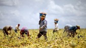 Pandemin stärker papperslösa i USA:s lantbruk 