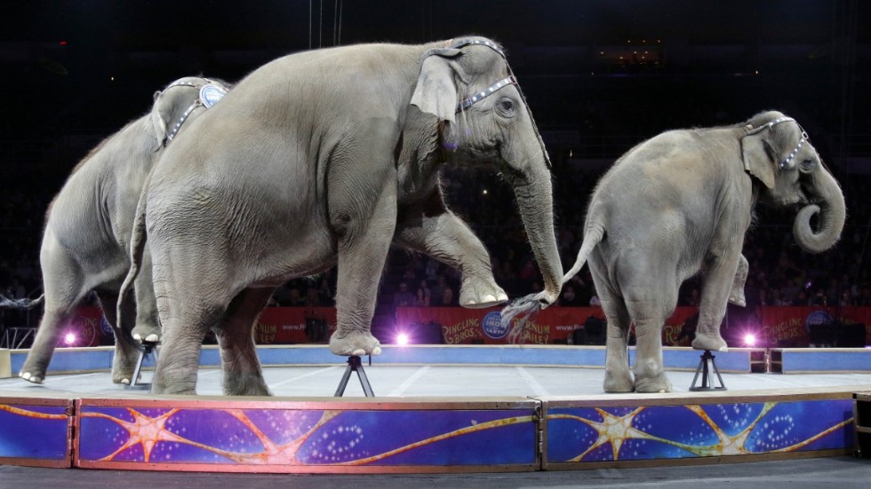 Elefanter på Ringling Bros and Barnum&Bailys cirkus i maj 2016. Sista föreställningen innan de, precis som sina danska kollegor, fick gå i pension. Arkivbild.
