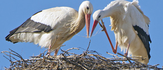 Vårtecken: Storkarna har börjat lägga ägg