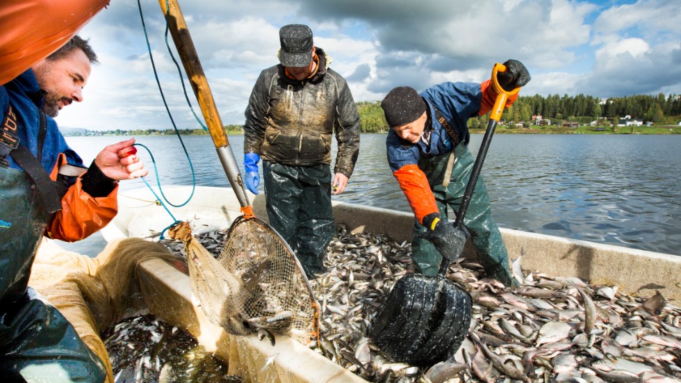 Magnus Böklin, Klara Vatten AB. Företaget anlitade fiskarna Emeli Koivisto och Arto Hautala från Finland för att genomföra notfiske i Boden två somrar i rad. Snart är det dags igen. Arkivbild. 