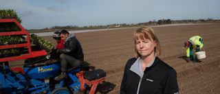 Bönders salladsodling – nu ett högriskprojekt