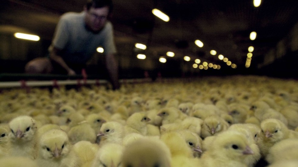 ”Eftersom nästan all kyckling som produceras i Sverige är så kallade “turbokycklingar” är det även vad som köps in och serveras i Skellefteå kommun. Men det behöver inte fortsätta vara så.”