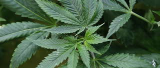 Hittade cannabisplanta vid villaområde i Västervik