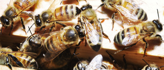 En framtid utan bin • Naturfilmare gästar Västervik
