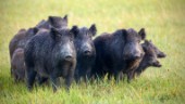 Dags att skjuta fler vilda svin i Sörmland