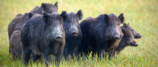 Dags att skjuta fler vilda svin i Sörmland