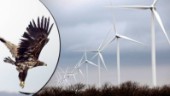 Trots avslaget – de vill bygga vindkraftverk: "Vi har vindkraft i andra fågeltäta områden"