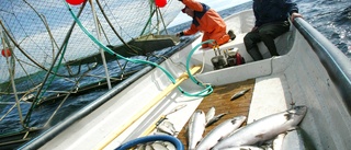 Fortsatt kräftgång för yrkesfiske