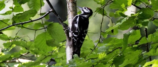 Så används pengarna till nya naturreservatet