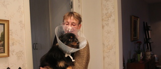 Arya blev svårt biten av en annan hund