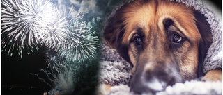 Nyår närmar sig – många hundägares skräckdag