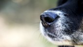 Hungrig hund orsakade rökutveckling