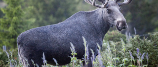 Ökning av viltbetesskador i Norrland