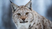 Lynx to be shot in Västerbotten this spring