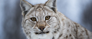 Lynx to be shot in Västerbotten this spring