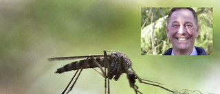 Myggen har redan invaderat Piteå: "Kläcks i pölarna nu i värmen"