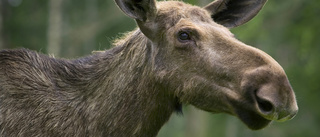 Älg siktad nära skolor