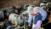 Gården bjöd in till corona-fritt gos med lammungar
