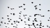 Nu är skyddsjakten på svartfåglar igång i Vingåker
