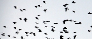 Nu är skyddsjakten på svartfåglar igång i Vingåker
