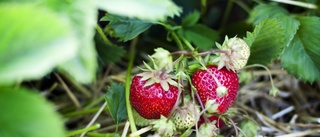 Nu lanseras en ny jordgubbsapp