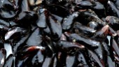 Mikroplast i nästan alla musslor