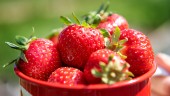 Coronaviruset kan stoppa jordgubbarna