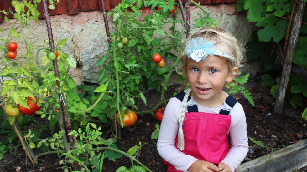 Zoe Eklund visar stolt vilka finfina tomater förskolan Virvelvinden har odlat.