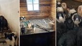 Upptäckten: 36 smutsiga hundar hölls instängda i huset