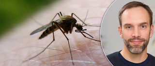 Myggboom i Skellefteå – ont om myggmedel på apotekshyllorna
