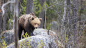 Aggressiv björn lös i Slovakien – fem skadade