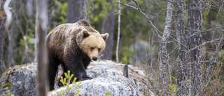 Aggressiv björn lös i Slovakien – fem skadade