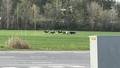 Kor på rymmen i Lindö – polisen larmades