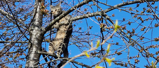 Katten Zven fick testa friheten – fastnade i träd