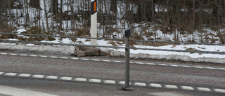 Två viltolyckor i Skellefteå: ”Många rådjur på vägarna”