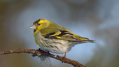 En fågelskådares färgklickar – i en färglös årstid