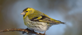 En fågelskådares färgklickar – i en färglös årstid
