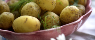 LARMET: Risk att det inte finns potatis inför midsommar