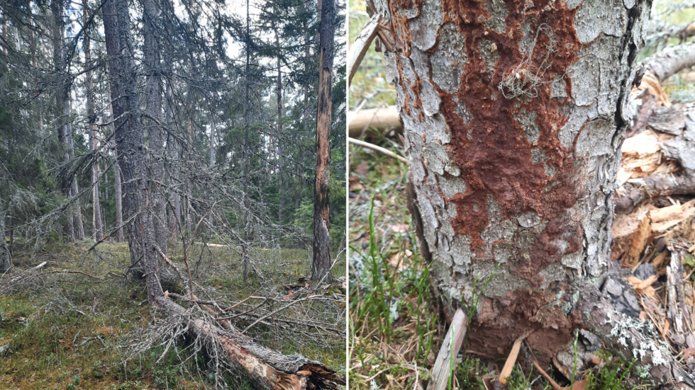 Bilderna visar ullticka, en rödlistad svamp, som inte överlever kalhyggen och dess livsmiljö i en nu avverkningsanmäld skog.