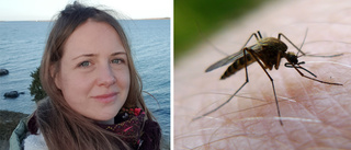 Därför har vi mygginvasion i Uppsala – och så länge stannar de