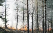 Skogsbrand i Mogata